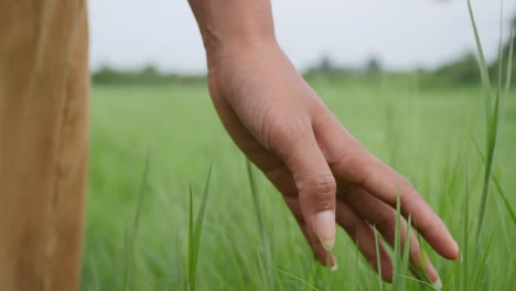 Close-up-Woman-hand-touching-the-green-grass-on-a-field-blowing-the-wind