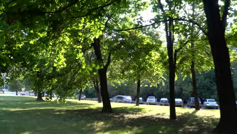 Fuß-einen-schattigen-Boulevard-entlang-einer-befahrenen-Straße,-an-einem-schönen-Sommertag