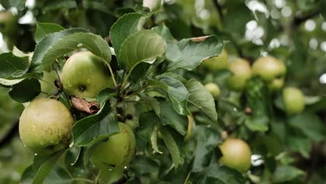 Cerca-de-las-manzanas-en-un-árbol-en-verano