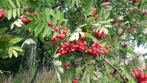 Bush-of-red-ripe-mountain-ash-in-the-wind.-Full-frame-footage-4k