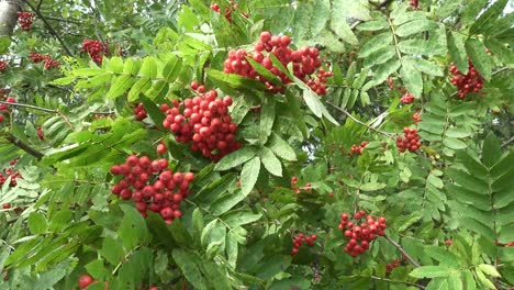 Bush-of-red-ripe-mountain-ash-in-the-wind.-Full-frame-footage-4k