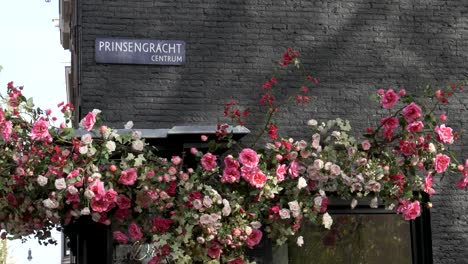 Rosen-wachsen-auf-Gebäude-(Prince-es-Canal)-Prinsengracht-in-amsterdam