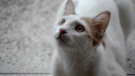 Portrait-footage-of-cat