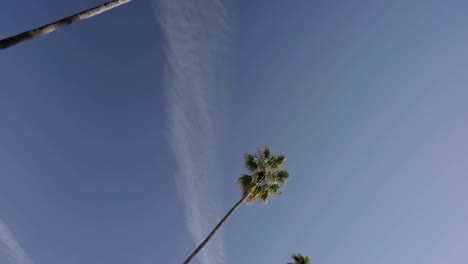 Palm-Trees-Of-Sunny-California