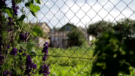 Mesh-for-fencing-in-the-country