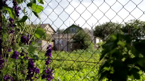 Mesh-for-fencing-in-the-country