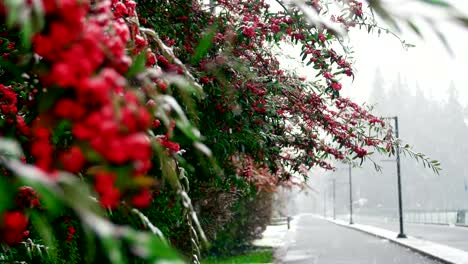 Nieve-que-cae-en-el-árbol-de-frutos-rojos-en-invierno