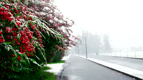 Nieve-que-cae-en-el-árbol-de-frutos-rojos