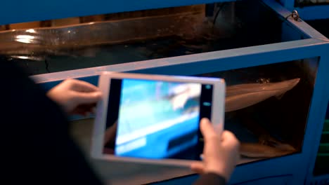 Woman-with-tablet-PC-taking-photo-of-squids-in-store-aquarium