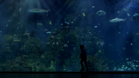 Kinder-Silhouetten-gegen-riesige-aquarium