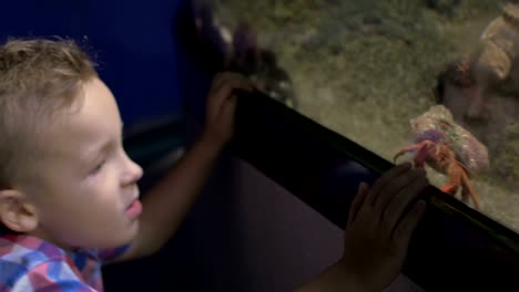 View-of-small-blond-boy-standing-near-aquarium-with-crabs,-Valencia,-Spain