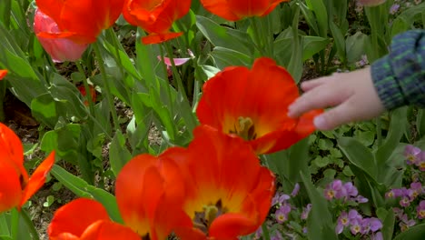 Blick-auf-kleine-Jungen-rote-Tulpen-im-Feld-berühren