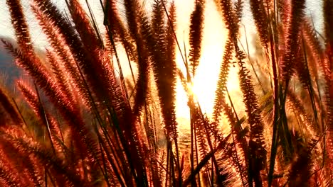 Wiese-mit-Gras-und-Blumen