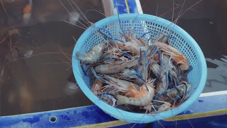 Kauf-von-riesigen-Süßwasser-Garnelen-im-Markt-von-Thailand