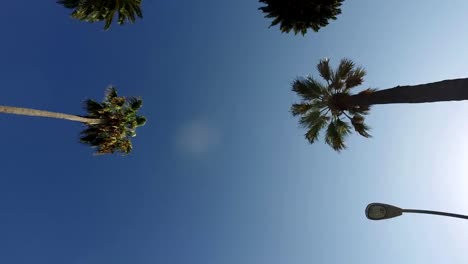 The-smooth-movement-of-the-camera-through-the-palm-trees-in-the-park.-Steadicam.-Los-Angeles