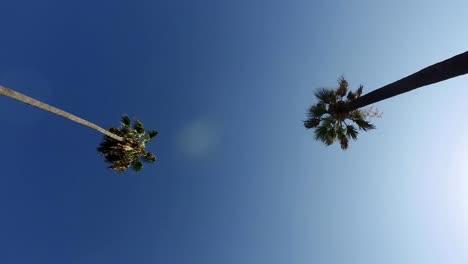 The-smooth-movement-of-the-camera-through-the-palm-trees-in-the-park.-Steadicam.-Los-Angeles