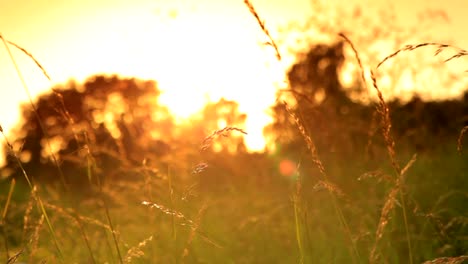 grass-closeup-in-copenhagen-denmark