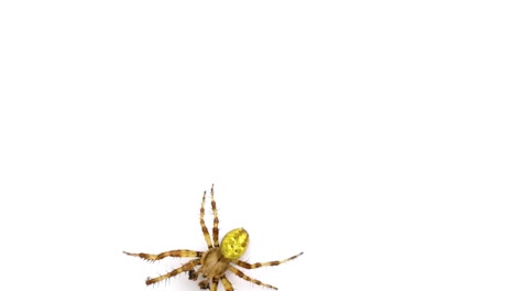 Unusual-logo.-Spider-crawls-on-isolated-white-background