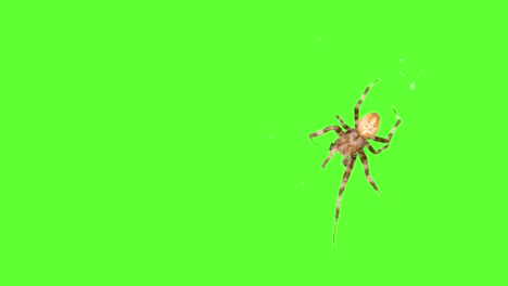 Insectos-araña-corriendo-alrededor-de-la-pantalla-sobre-un-fondo-verde.-Salvapantallas-del-logo.-Selección-de-un-solo-clic-y-superposición-en-el-editor-de-vídeo