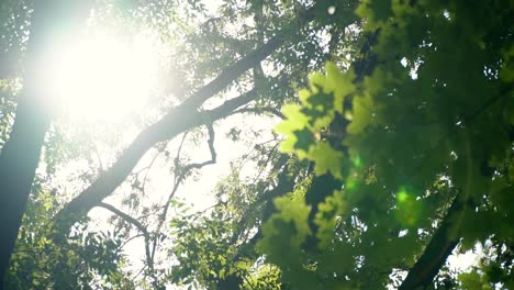 Einblicke-in-die-Sonne-durch-das-Laub-der-Bäume