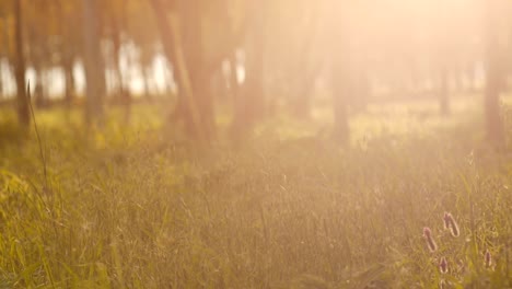 Misty-silencioso-bosque-en-primavera-con-hermosos-brillantes-rayos-de-sol