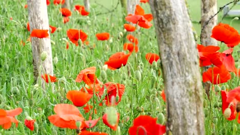 Símbolo-de-la-primera-guerra-mundial:-amapolas-de-flores-rojo-y-alambre-de-púas