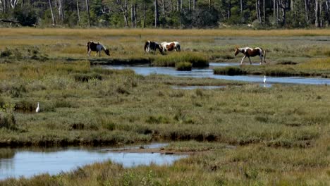 Wildpferde-auf-Assateague-Insel-Weiden