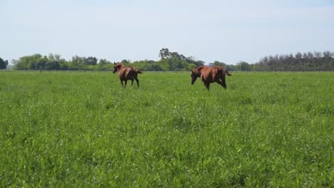 Dos-caballos-corriendo-a-través-de-un-campo-de-hierba-para-llegar-con-su-grupo-bajo-la-sombra-de-un-árbol