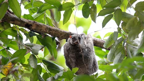 adult-colugo