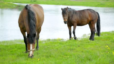 Horses-grazing-on-meadow-near-river