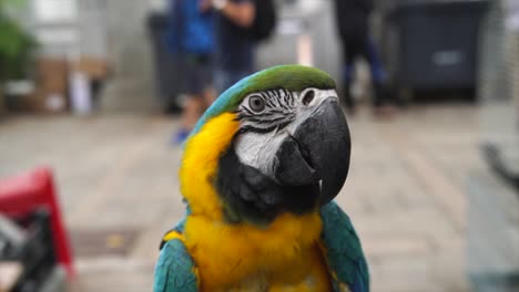 Nahaufnahme-von-blauen-und-gelben-Ara-Vogel-schnaufend-Federn-und-Flügel-flattern