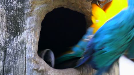 Guacamayo-loro-en-madera-hueco