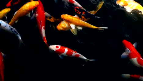 Slow-Motion-von-Koi-Karpfen-schwimmen-im-Aquarium,-Fancy-Karpfen,-Ansicht-von-oben