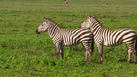 dos-cebras-comunes-en-Ndutu