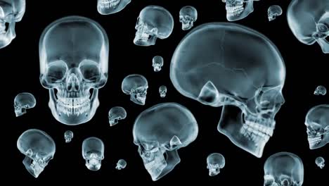 Skulls-X-Ray-spinning.-Loop.-3D-animation.