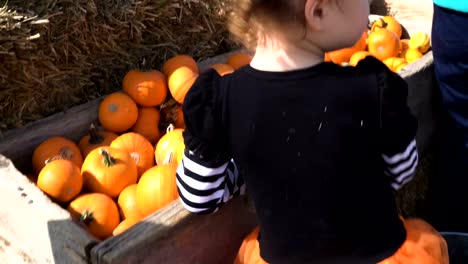 Kleinkind-Mädchen-in-süße-Halloween-Kleid-auf-der-Suche-nach-perfekter-Kürbis-auf-dem-Kürbisfeld.