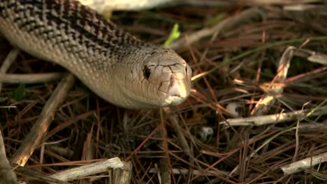 Nördlichen-Pine-Snake-(Breite-Schuss-und-Nahaufnahme)