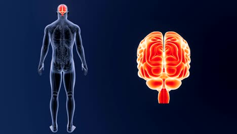 Menschliche-Gehirn-Zoom-mit-Anatomie