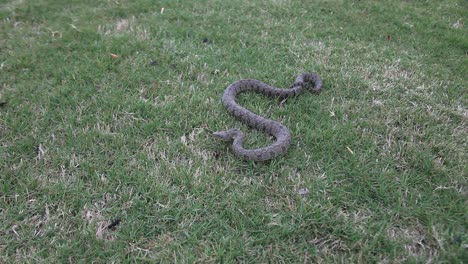 Dimaondback-Water-Snake