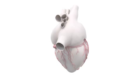 human-heart-organ-rotation-isolated-on-white-background