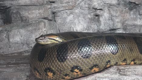 Green-anaconda-(Eunectes-murinus).-Big-anaconda.