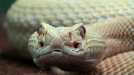 Rattlesnake-Close-Up-with-sound