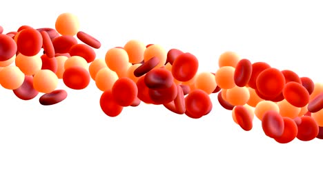 Red-blood-cells-with-White-blood-cells-circulating-in-the-blood-vessels-with-Alpha-mask