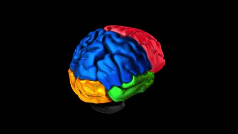 3d-animation-of-the-various-colored-parts-of-the-brain---Temporal-lobe