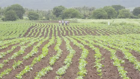 farmers-plowing-land-traditionally-using-bulls-in-India