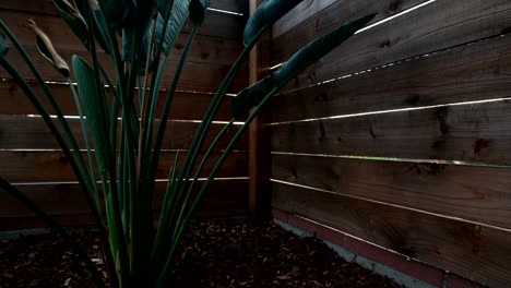 Home-garden-fence-sunset-time-lapse-of-bird-of-paradise