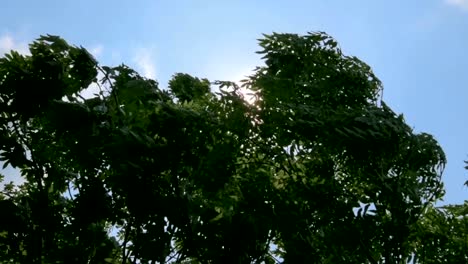 Trees-branches-and-leaves-moved-by-the-wind.-Sun-shining-through-branches.-Nature-scene,-slow-motion,-angle-view,-no-audio.