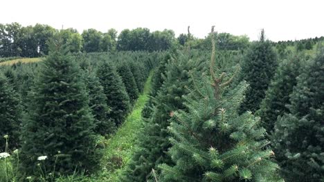 Cacerolas-de-la-cámara-a-través-de-una-conífera-árbol-lote-con-árboles-para-la-venta-para-la-Navidad---nieva-versión-de-animación