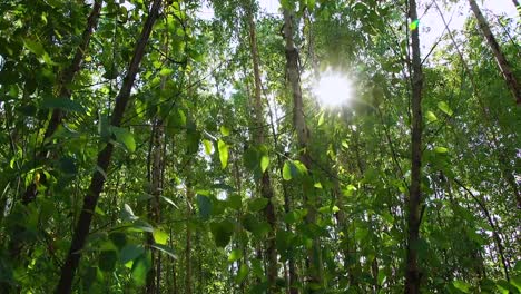 Light-Survive-Tree-Eucalyptus-tree