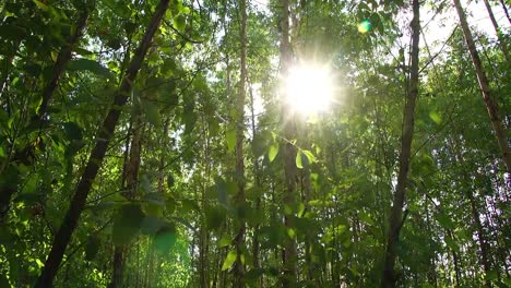 Light-Survive-Tree-Eucalyptus-tree